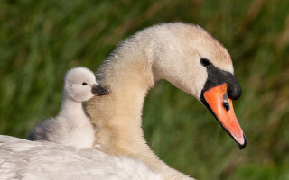 Mother swan young grass blurry - young free wallpaper