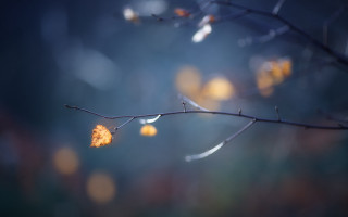 Branch leaf blurry background macro - fiona stephenson free wallpaper