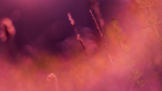 Tall grass purple sky bright - soft free wallpaper