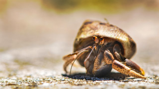 Insect macro beach sand sunset - primitivism free wallpaper