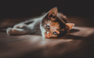 Kitten curious floor eye carlos - curious free wallpaper