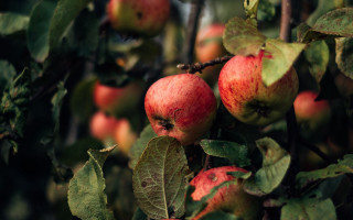 Apples tree branch leaves jigsaw - shallow free wallpaper