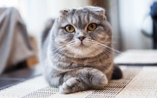Cat regal focus blurry inset - serious free wallpaper