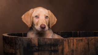 Dog sitting wooden barrel sad - his face free wallpaper