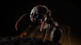 Bug glowing rock night sky - a close up of a bug free wallpaper