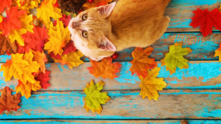 Cat autumn leaves acorns blue - autumn free wallpaper