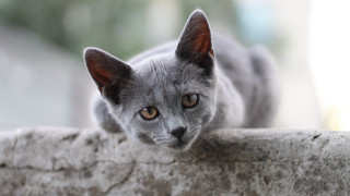 Curious grey cat on ledge - grey background free wallpaper