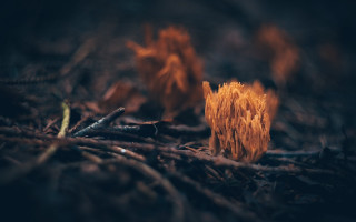 Wood fire campground blurry nature - arie smit free wallpaper for desktop