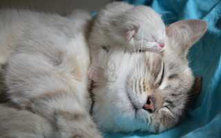 Cat sleeping blanket pillow photorealistic - a cat free wallpaper