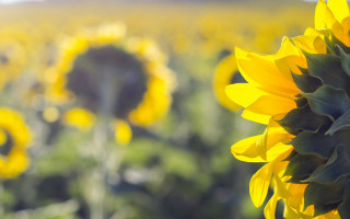 Large sunflower field sunset orange - the sun free wallpaper