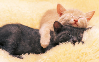 Cats laying on blanket fluffy - a bed free wallpaper
