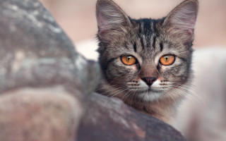 Orange eyed cat closeup blurry - carlos catasse free wallpaper for desktop