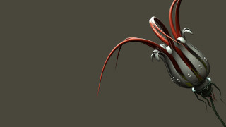 Red white flower long stems - flower free wallpaper