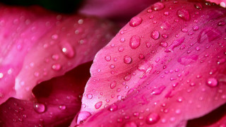 Pink flower water droplets macro 13 - a green leaf free wallpaper