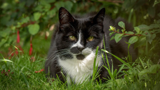 Black and white cat sad 2 - cat free wallpaper