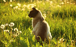 Small dog in field of - the sunlight free wallpaper