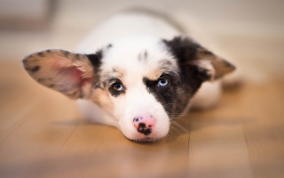 Small dog sad blue eyes - a small dog free wallpaper