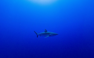 Shark ocean sun diver rayonism - underwater free wallpaper