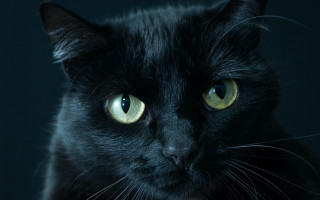 Black cat yellow eyes vanitas 3 - a black cat free wallpaper