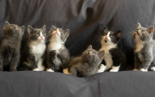 Kittens couch looking up renaissance - their eye free wallpaper