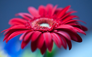 Red flower blue background shallow - a red flower free wallpaper