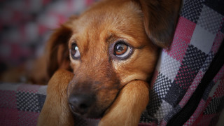 Dog head couch cushion sad - its head on free wallpaper