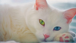 White cat green eyes snow - its paw free wallpaper