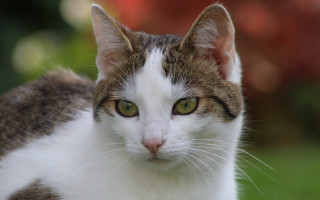 Green eyed cat looking camera - neoplasticism free wallpaper