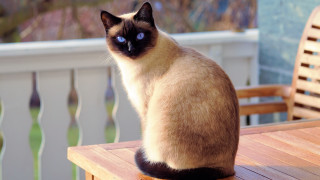 Cat deck fence blue eyes - a wooden chair free wallpaper