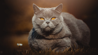 Cat yellow eyes grass flower - e. william gollings free wallpaper