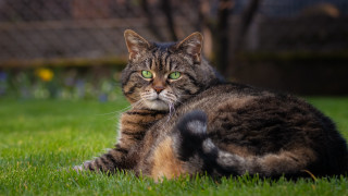 Sad cat in grass green - neoplasticism free wallpaper
