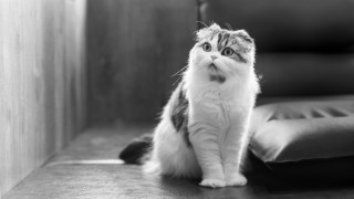 Cat serious blackandwhite outdoors blurry - a serious look free wallpaper