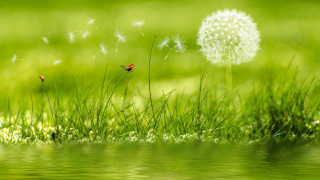 Dandelion ladybug grass water nature 2 - a dandelion free wallpaper