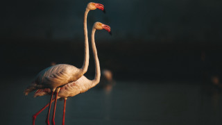 Flamingos crossed necks water naturalism - leg free wallpaper