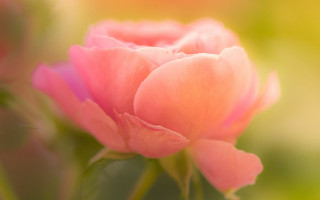 Pink roses macro blurry background - rose free wallpaper