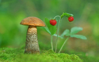 Mushroom strawberry macro grass nature - a mushroom free wallpaper