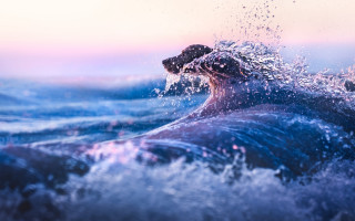 Large animal ocean wave photorealistic - the ocean water free wallpaper