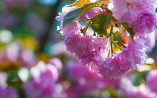 Pink flower bokeh depth naturalism - impressionist free wallpaper