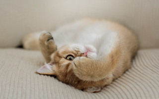 Cat back couch paws blue - the couch free wallpaper