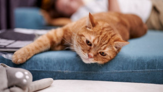 Cat blue couch person bed - a book free wallpaper