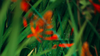 Flower water droplets grass bokeh - a blurry background free wallpaper for desktop