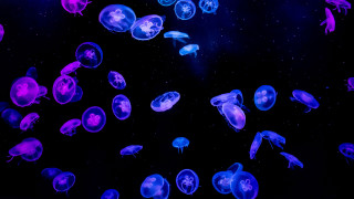 Jellyfish bioluminescent holographic night sky - bioluminescence free wallpaper