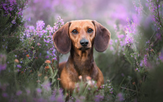 Sad dog flower field renaissance - a field of flowers free wallpaper