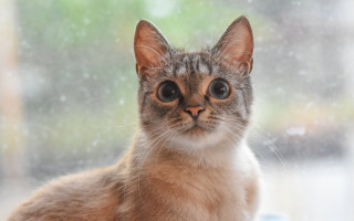 Cat window sill looking camera - ascii art free wallpaper
