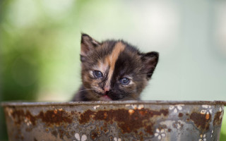 Kitten metal bowl blue eyes - mouth free wallpaper
