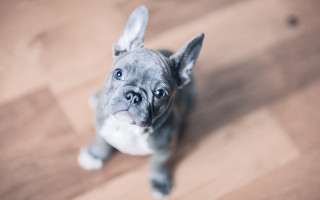 Small dog wooden floor sad - a sad look free wallpaper