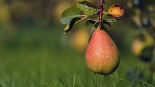 Pear branch grass leaves flower - photorealistic imagery free wallpaper for desktop