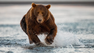 Brown bear running ocean splash - a brown bear free wallpaper