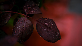 Red leaf water droplets macro 3 - a leaf free wallpaper