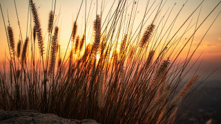 Sunset tallgrass city clouds dau - a few tall grass free wallpaper